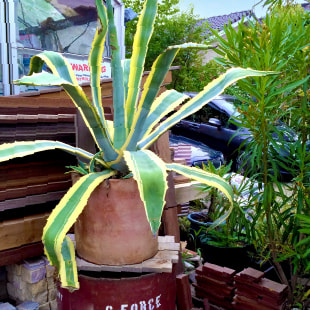INTER PLANTS
