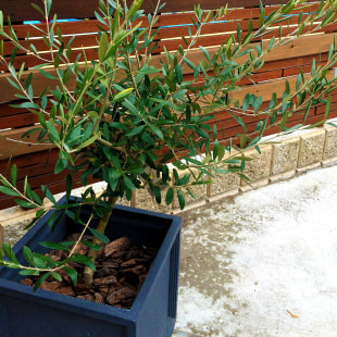 INTER PLANTS